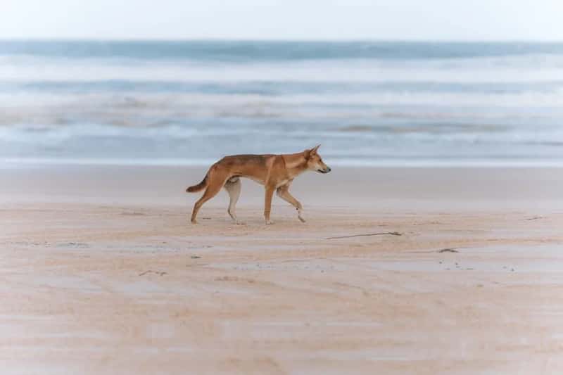 8. K'gari, formerly Fraser Island, Australia (Image Credits: Pexels)
