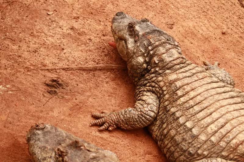 It Is the Most Heavily Hunted Crocodile in West Africa - For the Worst Reasons (Image Credits: Unsplash)