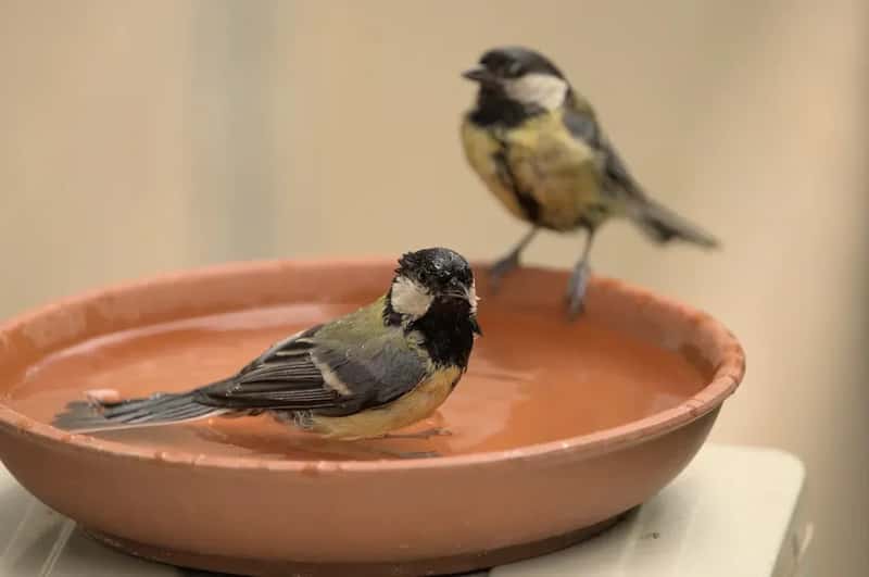 #10 - They Add a Shallow Bird Bath and Keep It Consistently Clean (Image Credits: Unsplash)