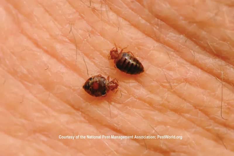 1. Visible Bed Bugs or Their Telltale Traces (Medill DC, Flickr, CC BY 2.0)