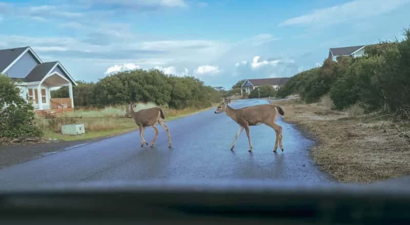 25. Speeding Through Wildlife Zones on Park Roads (Image Credits: Unsplash)