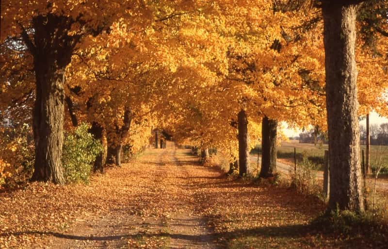 Autumn: the quiet favorite among relocation experts (Image Credits: Unsplash)