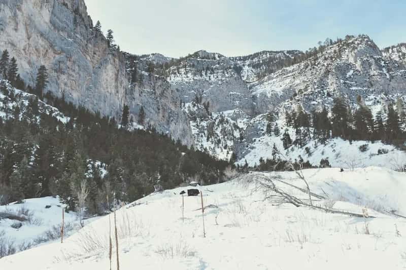 12. Escape to Mount Charleston for Cool Air and Hiking Trails (Image Credits: Unsplash)