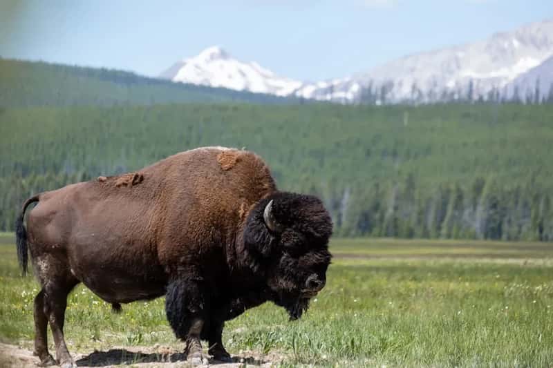 1. Getting Too Close to Bison at Yellowstone (Image Credits: Unsplash)