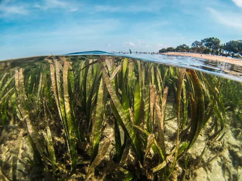 The seaweed problem that never really left (Image Credits: Unsplash)