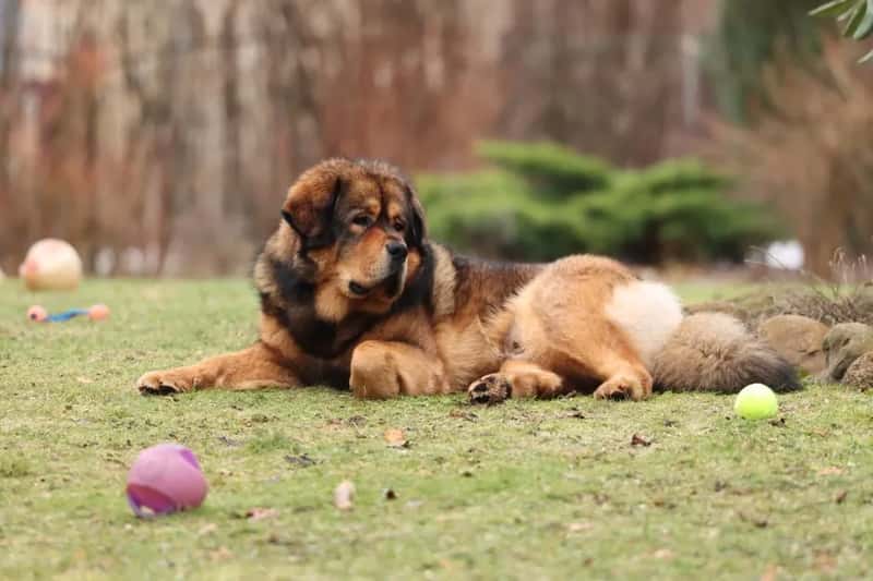 4. Tibetan Mastiff (Image Credits: Pexels)