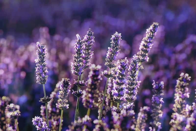 1. Lavender (Image Credits: Unsplash)