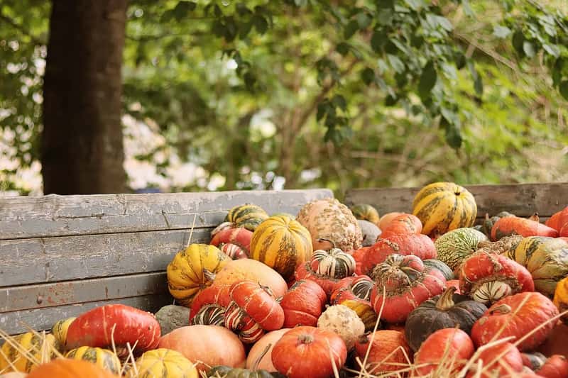 Thanksgiving: The Window Is Narrowing (Image Credits: Pixabay)
