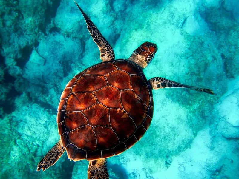 The World's Rarest Sea Turtle (Image Credits: Pixabay)