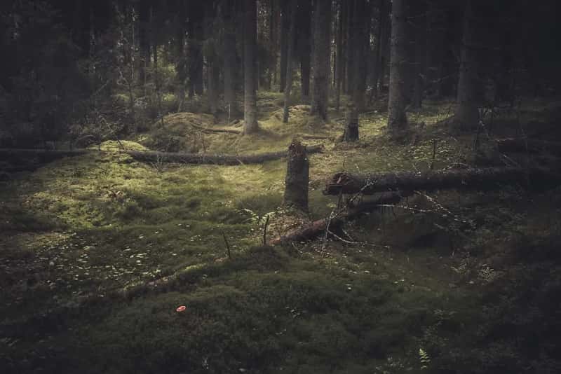 3. Hoia-Baciu Forest, Romania - The Bermuda Triangle of Transylvania (Image Credits: Unsplash)