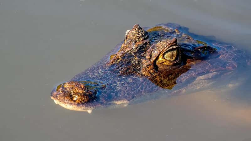 The Dagara People and the Crocodile as Messenger Between the Living and the Dead (Image Credits: Pixabay)