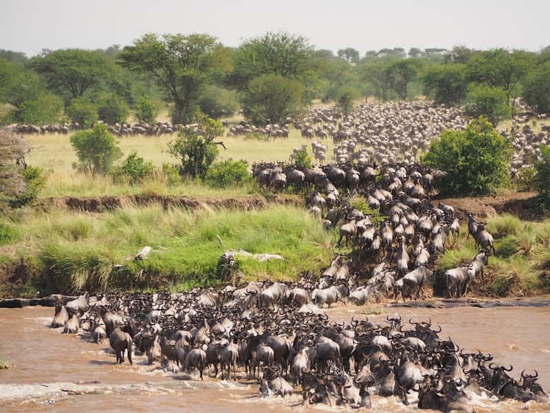 Witness the Great Migration on the Serengeti (Image Credits: Unsplash)