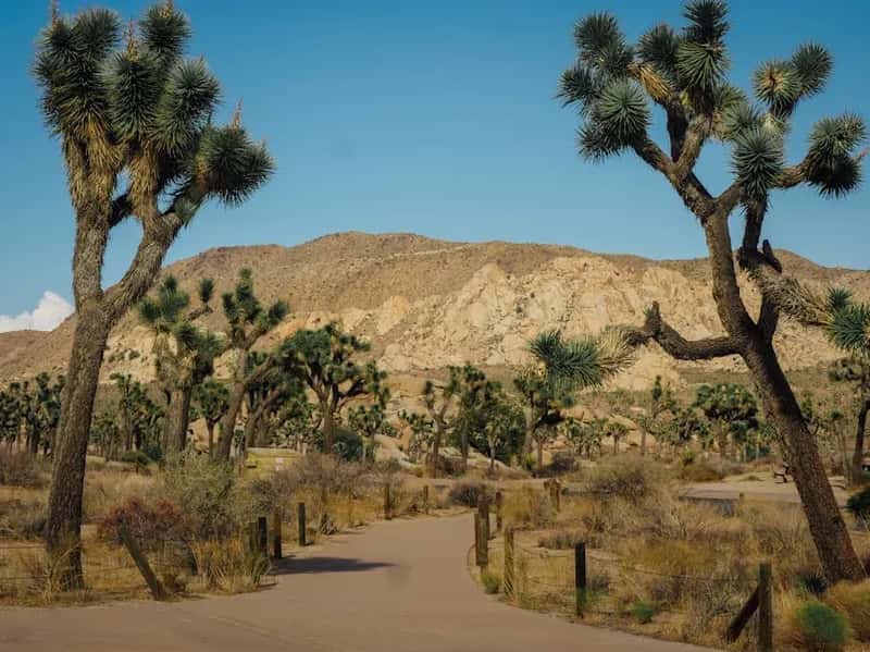 #8 - Joshua Tree National Park: Two Deserts, Zero Parking Spots (Image Credits: Pexels)
