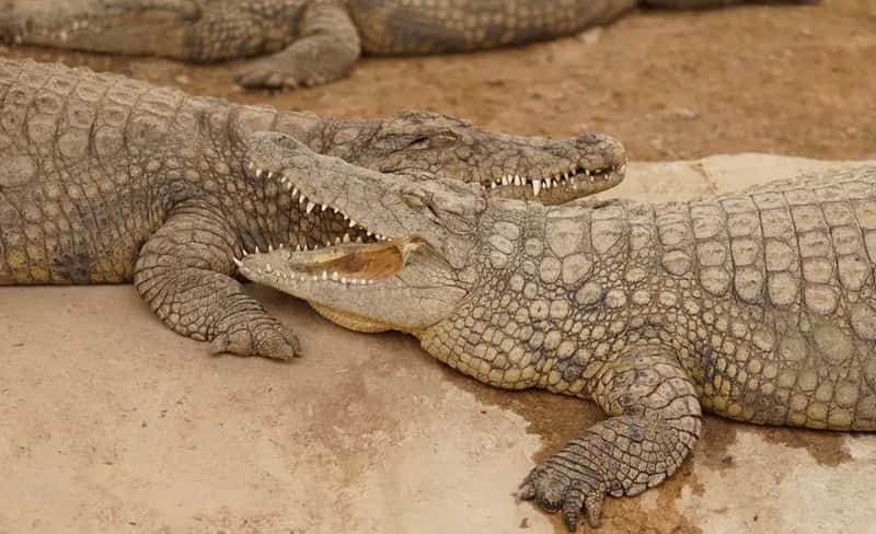 Meet the Crocodile That Defies Expectations (Image Credits: Pexels)