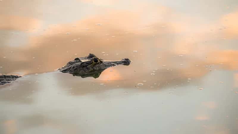 The Legend That Started It All - Crocodiles That Fell From the Sky (Image Credits: Unsplash)
