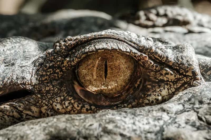 The Conservation Response - Late but Ongoing (Image Credits: Unsplash)