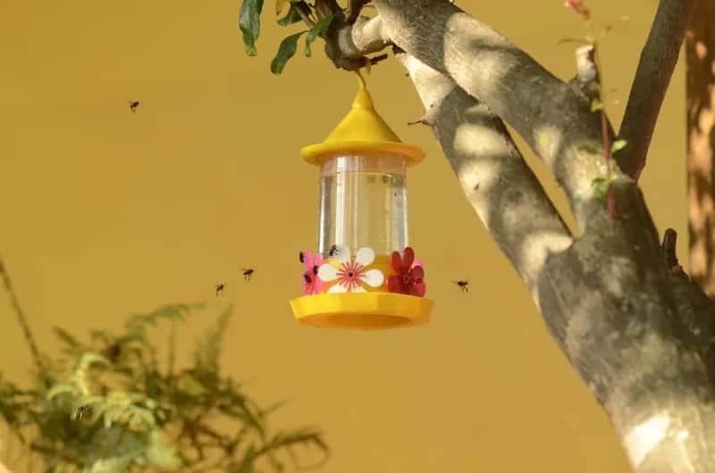 #8 - Ignoring Ants and Bees Until They Take Over (Image Credits: Rawpixel)
