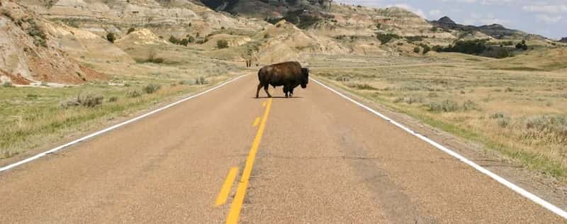 #4 - Getting Too Close to Wildlife for a Photo (Image Credits: Unsplash)