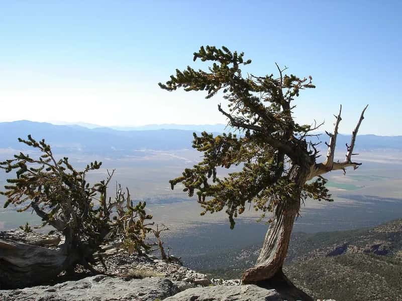 Great Basin National Park, Nevada (Image Credits: Pixabay)