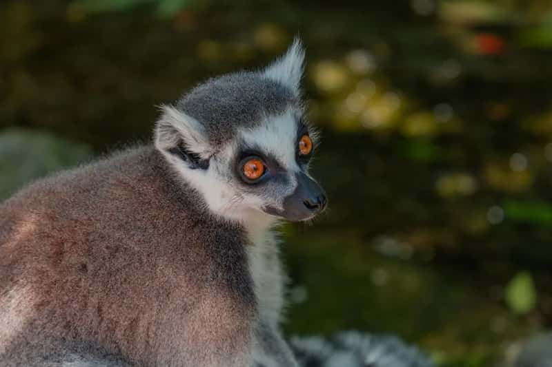 Madagascar: Lemurs, baobabs, and a tourism sector on the rise (Image Credits: Pexels)