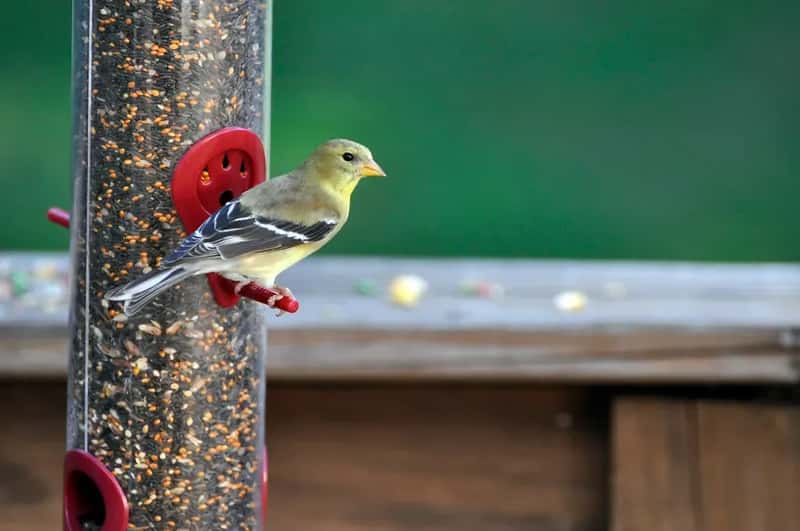 #1 - Your Nyjer Seed Has Gone Stale (And You Don't Know It Yet) (likeaduck, Flickr, CC BY-SA 2.0)