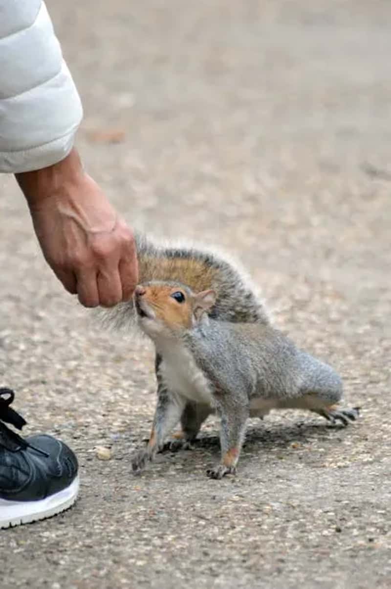 #8 - Feeding the Animals (Even "Just Once") (Image Credits: Pexels)