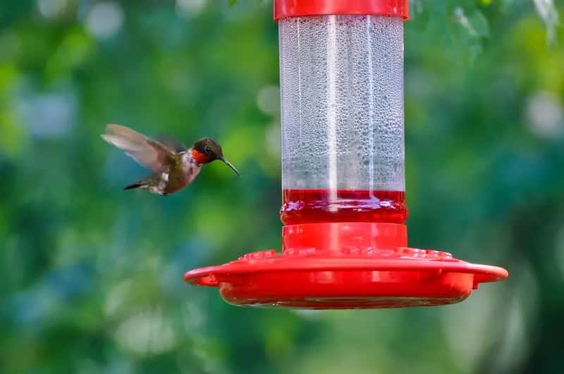 #10 - Hanging Only One Feeder and Letting One Bird Dominate (likeaduck, Flickr, CC BY 2.0)