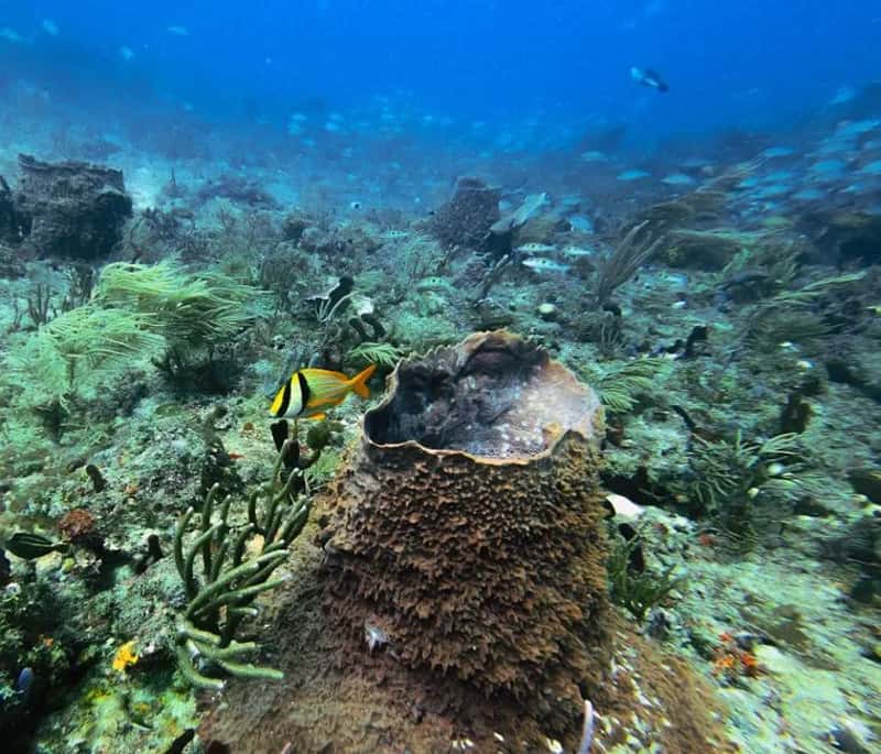 What's happening to the reef just offshore (Image Credits: Pexels)