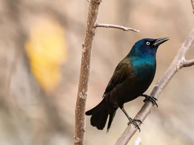 #13 - Common Grackle: The Glossy Black Bird Nobody Noticed Leaving (Image Credits: Unsplash)