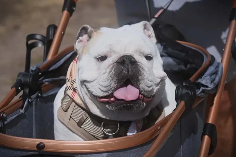 #9 - Flat-Faced Breeds Face Strict Bans, and the Reason Is Life or Death (Image Credits: Unsplash)