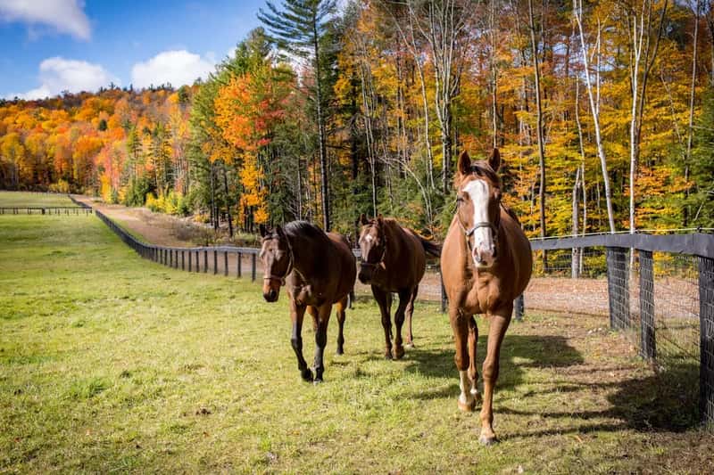 A History Built on Horses and Old Money (Image Credits: Unsplash)