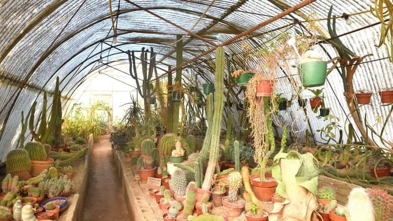 A photograph depicting the interior of the greenhouse at Moorten Botanical Garden, featuring a diverse collection of cacti and desert plants.