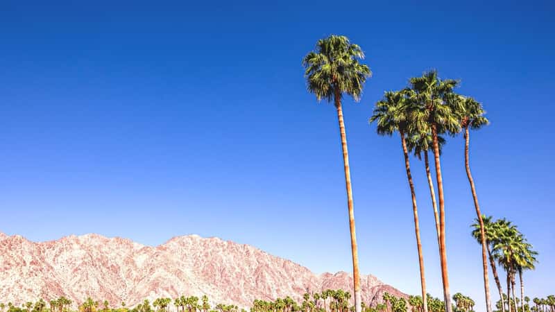 A photograph capturing the tops of approximately five palm trees against a backdrop of mountains and a clear sky. The image depicts the palm trees in the foreground with a relatively uniform canopy. In the background, mountainous terrain is visible, forming a natural silhouette against the clear blue sky.