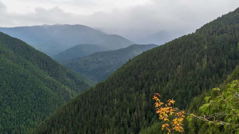 Mist hangs heavy over the mountains of Washington State's Olympic Peninsula on a cloudy day, Washington, USA.