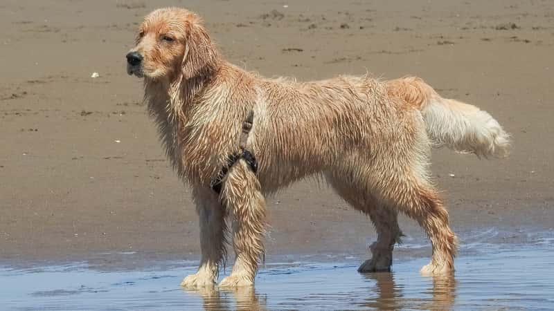 A photograph capturing a Golden Retriever dog running along the beach at Cosmo Dog Park in Gilbert, Arizona. 