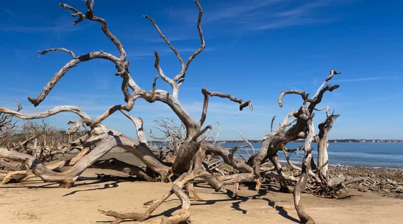 Driftwood Beach in Georgia is a unique and picturesque beach with a hauntingly beautiful landscape of weathered, sun-bleached trees that have been shaped by years of wind and tidal erosion, creating a surreal atmosphere.