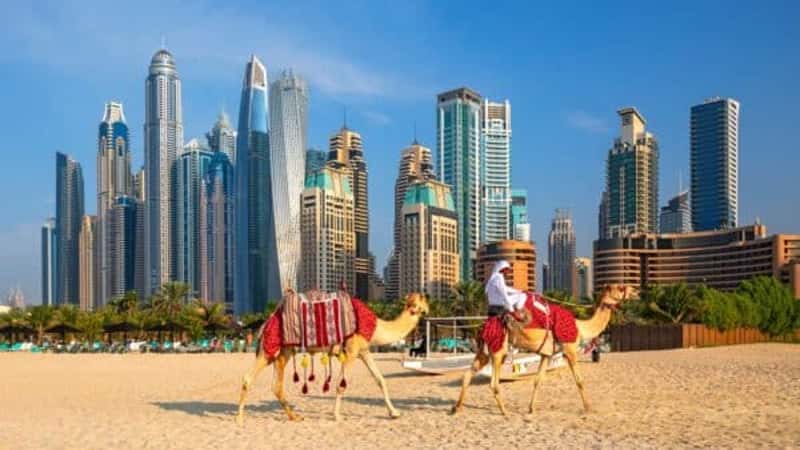 View on Dubai Marina, camels and famous Jumeirah beach in Dubai, United Arab Emirates
