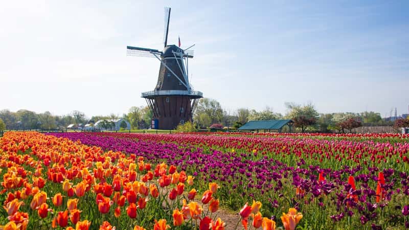 The image showcases the tulip fields in bloom at Windmill Island Gardens in Holland, Michigan, complemented by an authentic Dutch windmill. The foreground of the frame is adorned with numerous tulips in various colors, adding vibrancy to the scene.