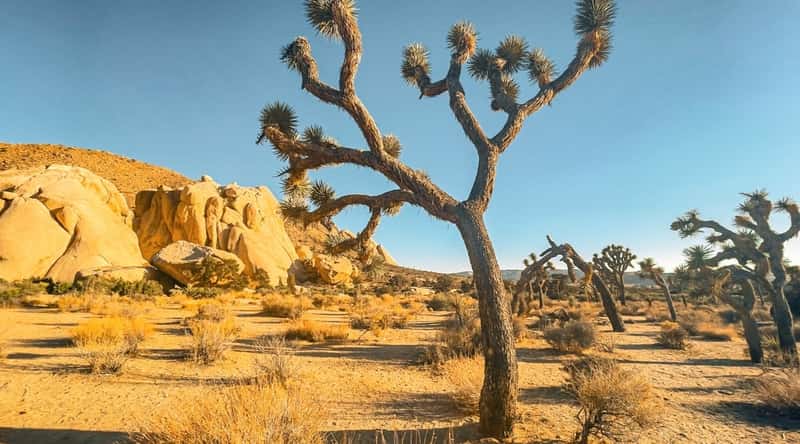 A photograph capturing Joshua Tree National Park, characterized by the distinct desert landscape and iconic Joshua Trees. The image showcases the arid terrain with scattered vegetation.