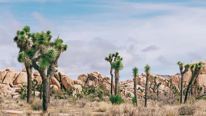 The image depicts a scenic view of Joshua Tree National Park in California, showcasing a desert landscape with Joshua Trees, cacti, and rocky hills.