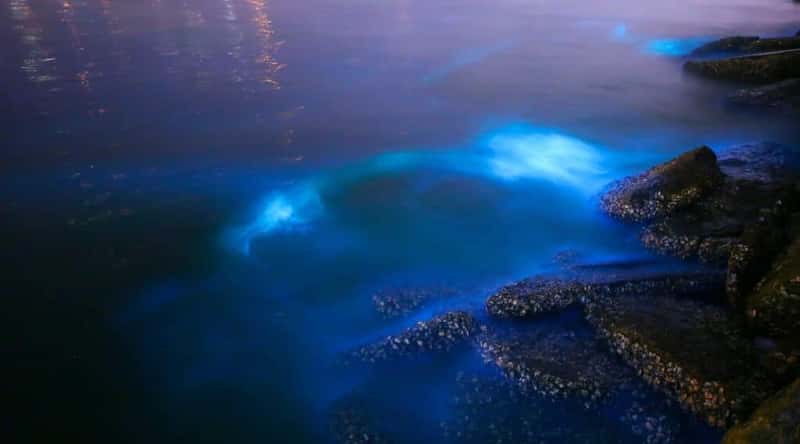 A photograph illustrating Laguna Grande in Puerto Rico. The image captures the water's bioluminescent properties, evident through the subtle glow in the water.