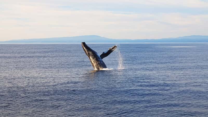 Whale jumping from the water during a whale-watching activity in Monterey Bay, California.