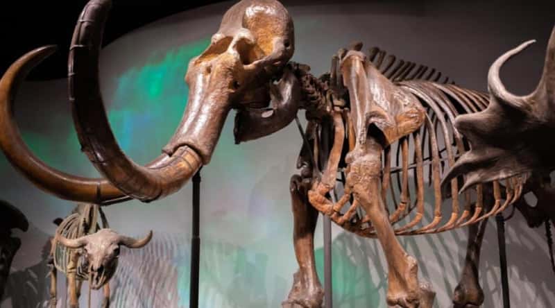 Monaco's Museum of Prehistoric Anthropology is featured in the image, showcasing a detailed close-up of a substantial bones on display.