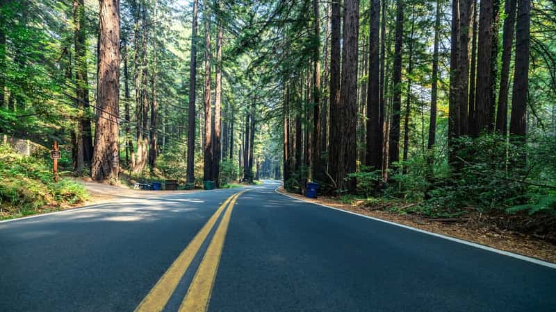 A serene view of the Foggy Straight Redwood Highway in Northern California, United States. Towering redwood trees line the highway, their majestic presence adding a sense of grandeur to the scene.