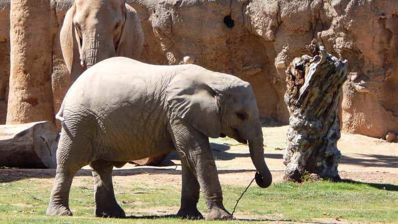The image depicts a Baby African Elephant strolling within its enclosure at Reid Park Zoo in Tucson, Arizona. The elephant appears small in comparison to adult elephants.
