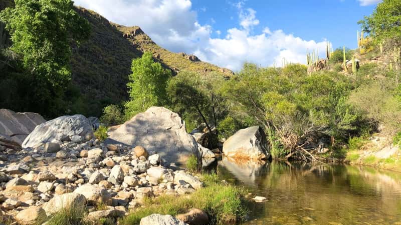 Southern Arizona at Sabino Canyon. It features abundant greenery and bushes surrounding a body of water. Large stone boulders are scattered near the water's edge. 