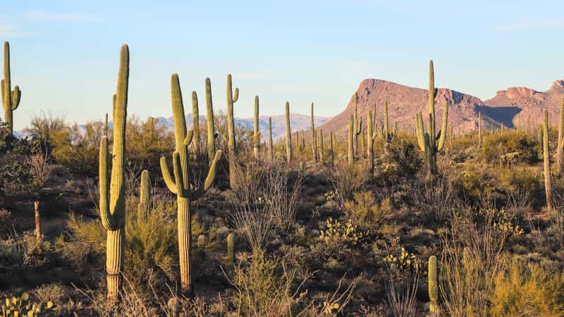 In the image, a serene desert landscape unfolds with Saguaro National Park as its centerpiece, showcasing the iconic Saguaro cacti against a backdrop of a desert sunrise or sunset.