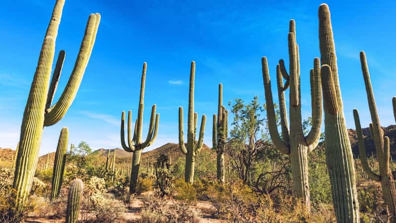 Saguaro National Park Forest, featuring approximately ten tall cacti within the frame. The environment appears arid, typical of desert landscapes. The sky above is clear. 
