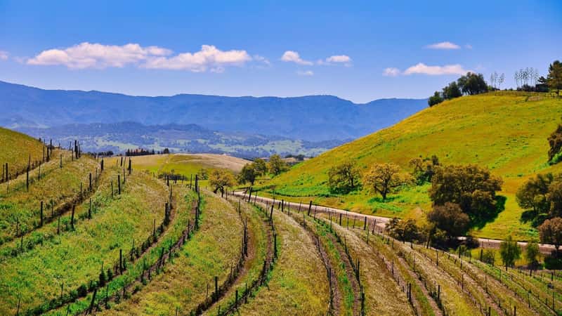 The image showcases Santa Ynez Valley, characterized by expansive fields and rolling hills. A rough dirt road winds through the landscape, bordered by trees on either side. In the distance, majestic mountains rise against the sky, adding depth to the scene.