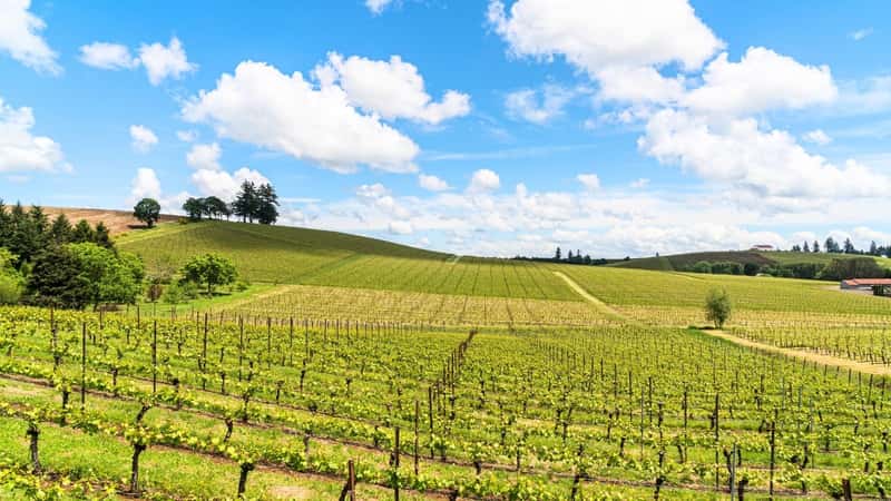 The image depicts Sonoma Wine Country's wine vineyards during spring, showcasing new and fresh growth on a hillside. The scene includes a backdrop of a clear blue sky with fluffy white clouds.